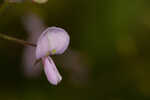 Panicledleaf ticktrefoil